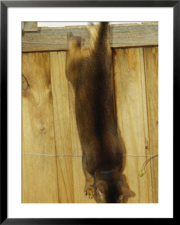 An Abyssinian Cat Jumps Down From A Fence by Jason Edwards Pricing Limited Edition Print image