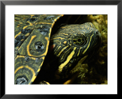 A Coahuilan Red-Eared Turtle Photographed At Laguna Del Hundido by George Grall Pricing Limited Edition Print image