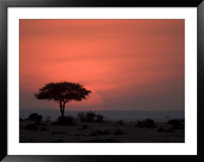 An Acacia Tree In The Masai Mara Silhouetted By The Setting Sun by Roy Toft Pricing Limited Edition Print image