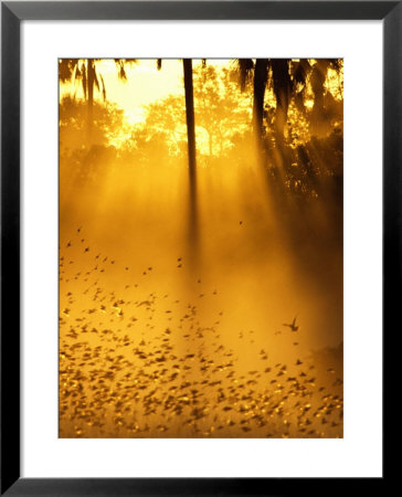 Birds Flying Up Into Sunlight Streaming Through The Jungle Foliage by Beverly Joubert Pricing Limited Edition Print image