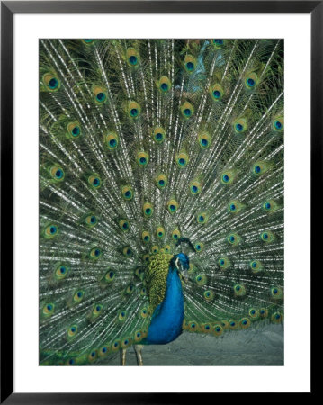 A Male Peacock Spreads His Beautiful Tail Plumage by David Evans Pricing Limited Edition Print image