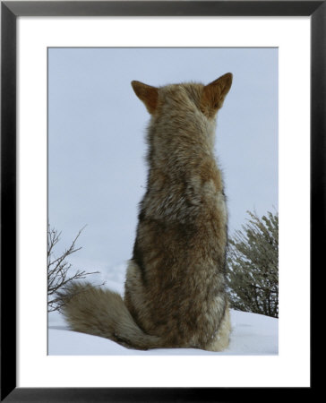 A Coyote Sitting In The Snow Looking Out Over A White Landscape by Tom Murphy Pricing Limited Edition Print image