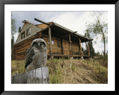 A Hawk Owl Sits On A Stump Near A Log Cabin by Michael S. Quinton Pricing Limited Edition Print image
