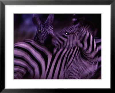 Blurred View Of A Pair Of Zebras by Michael Nichols Pricing Limited Edition Print image