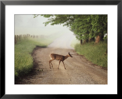A White-Tailed Deer Crosses A Dirt Road In Cades Cove by George F. Mobley Pricing Limited Edition Print image