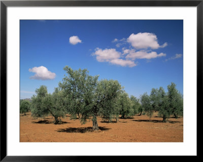 Olive Grove Near Ronda, Andalucia, Spain by Michael Busselle Pricing Limited Edition Print image