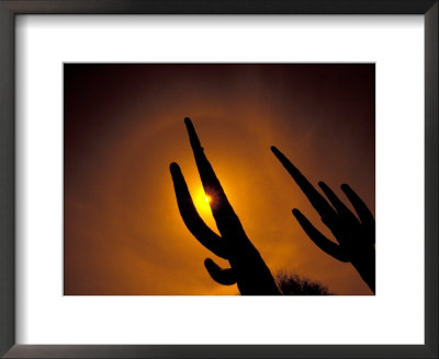 Saguaro Cactus, Tucson, Arizona, Usa by Walter Bibikow Pricing Limited Edition Print image
