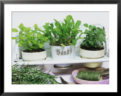 Shelf Of Pots Of Herbs, Salad Rocket, Marjoram And Rosemary Sprigs by Linda Burgess Pricing Limited Edition Print image