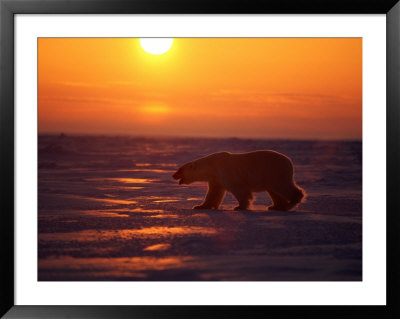 A Polar Bear Is Silhouetted Against The Arctic Sunset by Paul Nicklen Pricing Limited Edition Print image