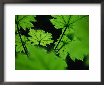 Water Drops On Leaves, Tongass National Forest, Baronof Island, Alaska, Usa by Ralph Lee Hopkins Pricing Limited Edition Print image
