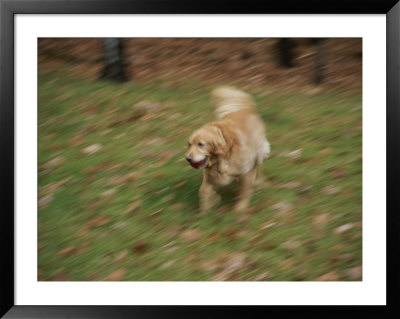 A Dog Plays Catch In The Backyard by Stacy Gold Pricing Limited Edition Print image