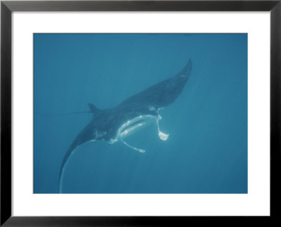 A Manta Ray, Manta Birostris, Seems To Fly Through Water With Wings by Nicole Duplaix Pricing Limited Edition Print image