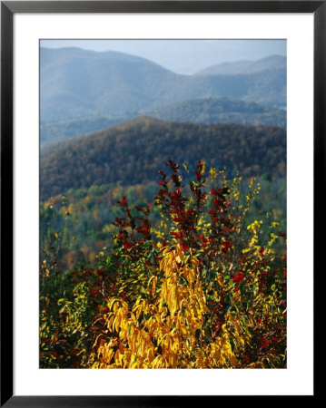 Autumn Colored Cherry Tree With View Of Blue Ridge Mountains by Raymond Gehman Pricing Limited Edition Print image