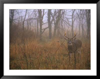 A 8-Point White-Tailed Deer Buck Standing In Grasses At Woods Edge by Raymond Gehman Pricing Limited Edition Print image
