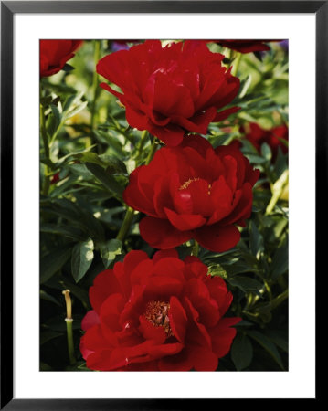 Close View Of Red Peony Blossoms by Anne Keiser Pricing Limited Edition Print image