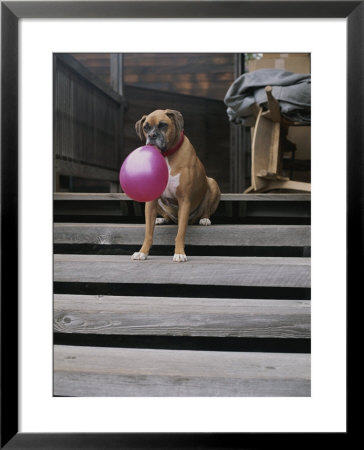 A Tough Looking Bulldog Delicately Holds A Balloon In Morro Bay by Marc Moritsch Pricing Limited Edition Print image