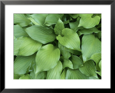 A Close View Of Hosta Leaves by Taylor S. Kennedy Pricing Limited Edition Print image