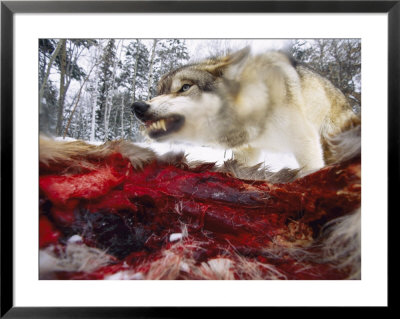 Snarling Gray Wolf Near A Deer Carcass In Upper Minnesota by Joel Sartore Pricing Limited Edition Print image