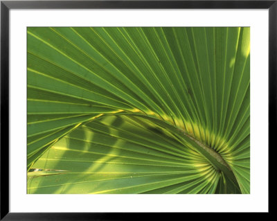 Cabbage Palmetto, Naples, Florida, Usa by Rob Tilley Pricing Limited Edition Print image