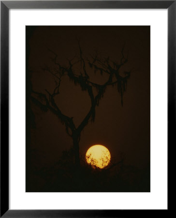 A Spooky Yellow Moon Rises Behind The Branches Of A Dead Tree by Jodi Cobb Pricing Limited Edition Print image
