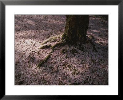 Soft Light On A Pink Carpet Of Fallen Cherry Blossoms by Stephen St. John Pricing Limited Edition Print image