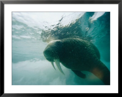 An Underwater View Of An Atlantic Walrus by Norbert Rosing Pricing Limited Edition Print image