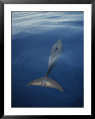 A Pacific Spotted Dolphin Swims Along The Surface Of The Water by Bill Curtsinger Pricing Limited Edition Print image