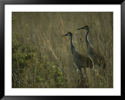 Pair Of Sandhill Cranes Stand Amid The Tall Grass Of A Marsh by Klaus Nigge Pricing Limited Edition Print image