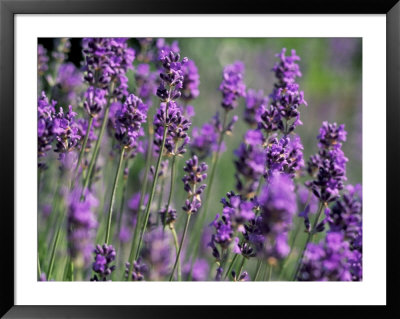 Close-Up Of Lavender, Holland Park, London, England, United Kingdom by Brigitte Bott Pricing Limited Edition Print image