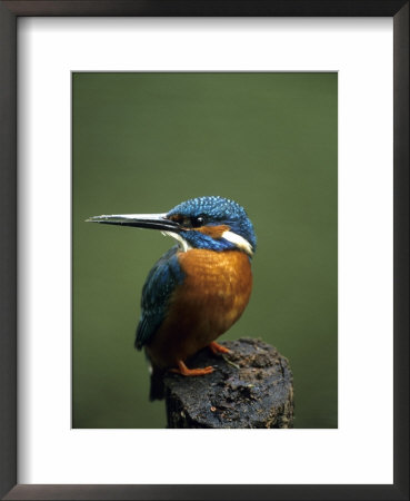 Kingfisher, (Alcedo Atthis), Nrw, Bielefeld, Germany by Thorsten Milse Pricing Limited Edition Print image