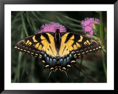 East Tiger Swallowtail Feeding On Pincushion Flower, Woodland Park Zoo, Washington, Usa by Jamie & Judy Wild Pricing Limited Edition Print image