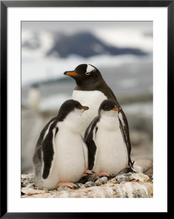 Gentoo Penguins, Petermann Island, Lemaire Channel, Antarctic Peninsula, Antarctica, Polar Regions by Sergio Pitamitz Pricing Limited Edition Print image