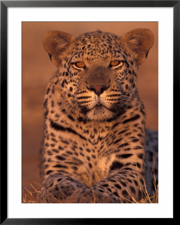 Leopard Relaxing At Animal Rehabilitation Farm, Namibia by Theo Allofs Pricing Limited Edition Print image