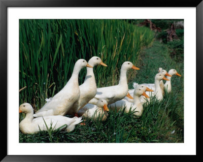 Ducks Enjoy A Quiet Resting Place Amongst The Rice Paddies In West Bali, Indonesia by Adams Gregory Pricing Limited Edition Print image