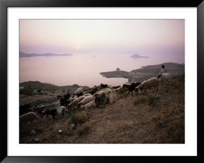 Shepherd Boy Taking Goats To Graze On The Hills Below Chora, Patmos, Dodecanese Islands, Greece by David Beatty Pricing Limited Edition Print image
