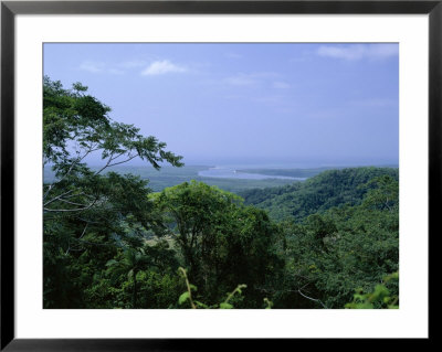 The Daintree Rainforest, Cape Tribulation National Park, Queensland, Australia by Fraser Hall Pricing Limited Edition Print image