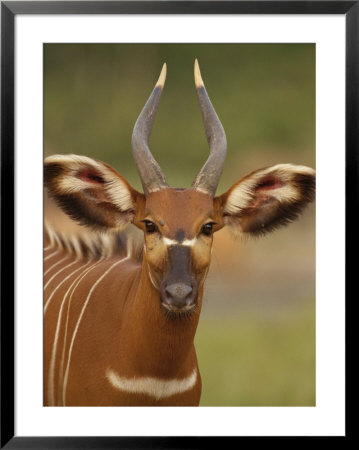 Portrait Of A Bongo Antelope by Michael Fay Pricing Limited Edition Print image