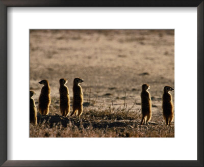 Meerkats by Nicole Duplaix Pricing Limited Edition Print image
