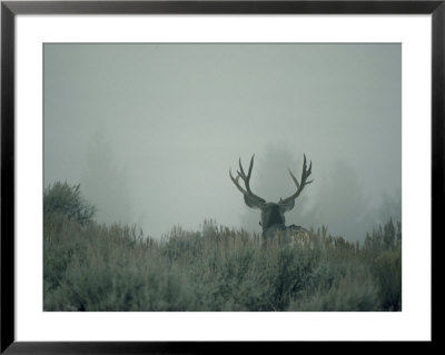Rear View Of A Mule Deer Buck With Impressive Antlers by Michael S. Quinton Pricing Limited Edition Print image