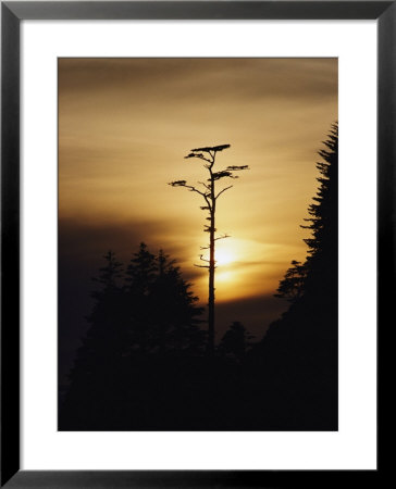 Trees On The British Columbia Coast by Paul Nicklen Pricing Limited Edition Print image