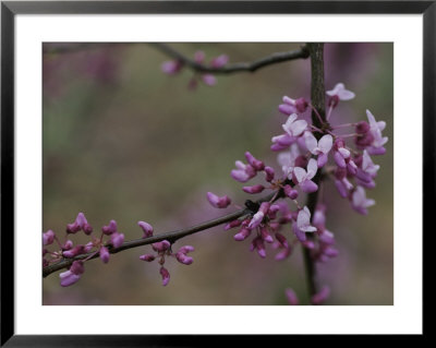 Close View Of Redbud Tree Blossoms by Stephen Alvarez Pricing Limited Edition Print image