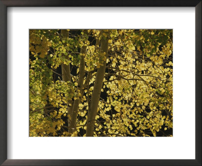 Sunlight On Aspen Leaves, Targhee National Forest, Palisades, Idaho by Raymond Gehman Pricing Limited Edition Print image