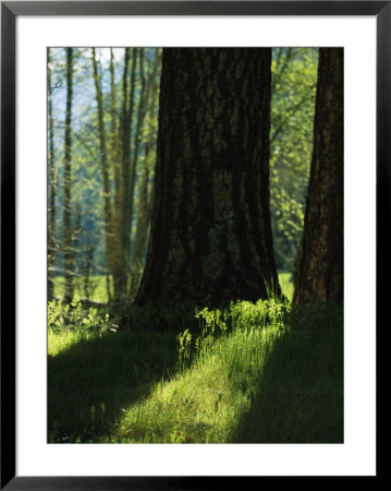 Pine Tree Trunks In Woodland Meadow by Marc Moritsch Pricing Limited Edition Print image