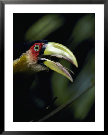 Red-Breasted Toucan by Jason Edwards Pricing Limited Edition Print image