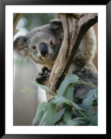 Close View Of A Koala Bear by Kenneth Garrett Pricing Limited Edition Print image