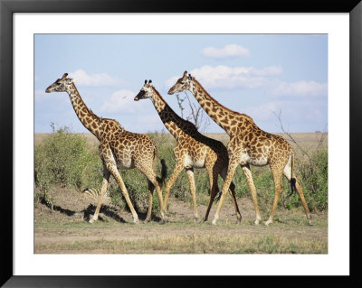 Three Giraffes Walk Together by Norbert Rosing Pricing Limited Edition Print image