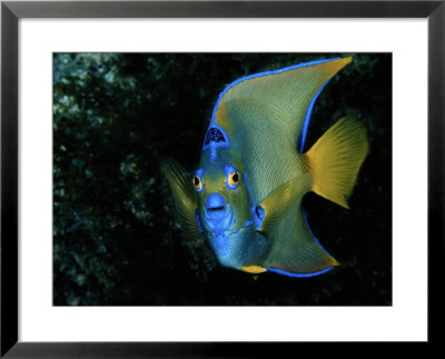 Angelfish by Wolcott Henry Pricing Limited Edition Print image