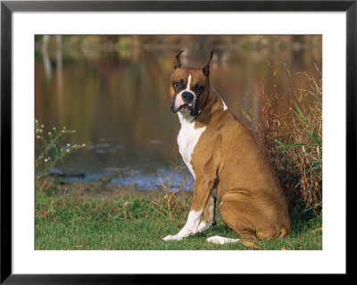 Boxer Dog Near A Pond by Lynn M. Stone Pricing Limited Edition Print image