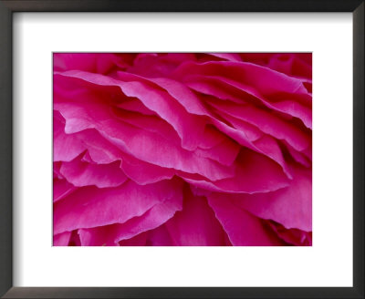 Close View Of Petals Of A Peony Flower, Groton, Connecticut by Todd Gipstein Pricing Limited Edition Print image