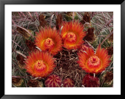 Barrel Cactus Is Blooming In The Summer Monsoon by George Grall Pricing Limited Edition Print image